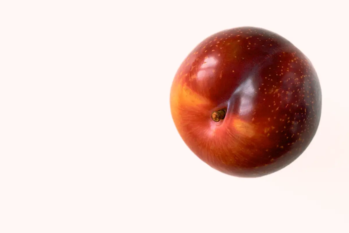 Burgundy Plum Tree