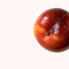 Burgundy Plum Tree
