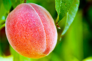 Belle of Georgia Peach Tree