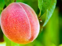 Belle of Georgia Peach Tree