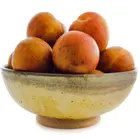 Chickasaw Plum Tree