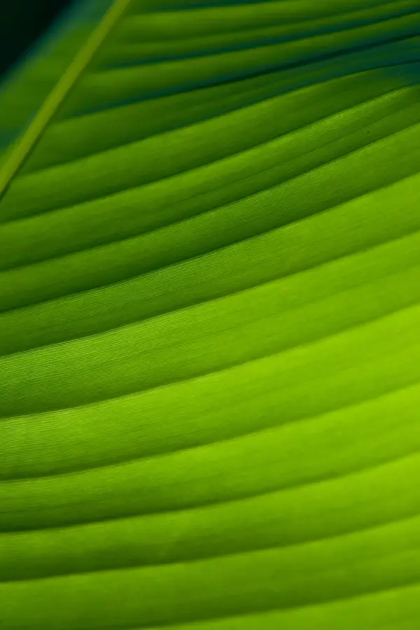 Raja Puri Banana Plant