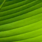 Raja Puri Banana Plant