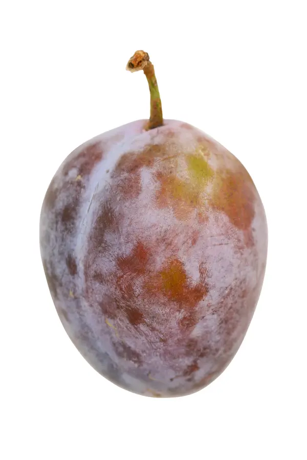 Elephant Heart Plum Tree Elephant Heart Plum Tree