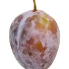 Elephant Heart Plum Tree