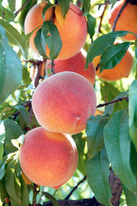 Belle of Georgia Peach Tree