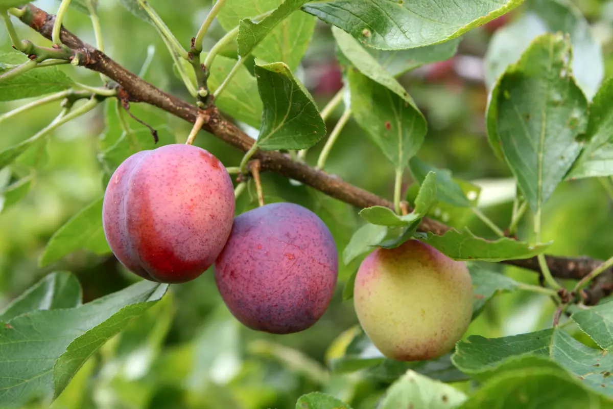 Methley Plum Tree Methley Plum Tree