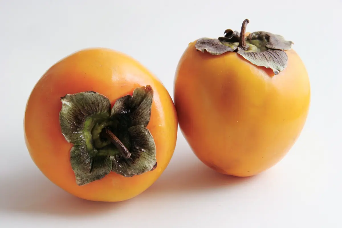Hachiya Persimmon Tree