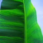 Lady Finger Banana Plant