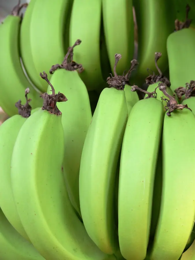 Lady Finger Banana Plant