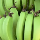 Lady Finger Banana Plant