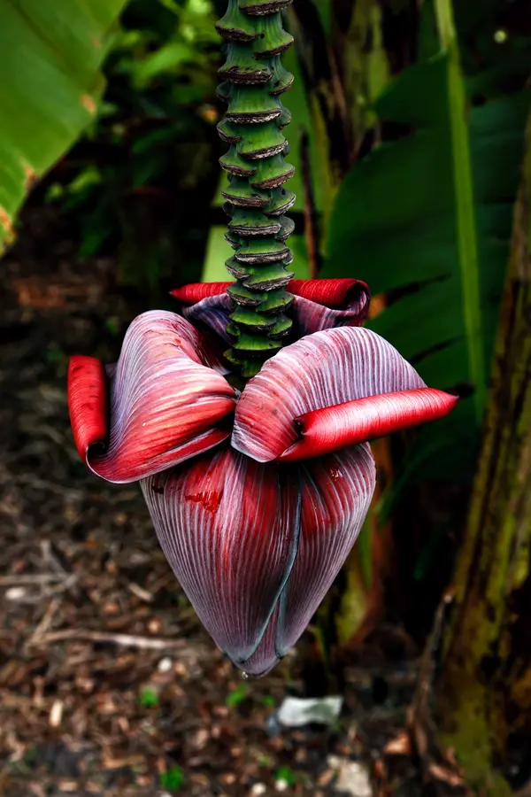 Ice Cream Banana Plant Ice Cream Banana Plant