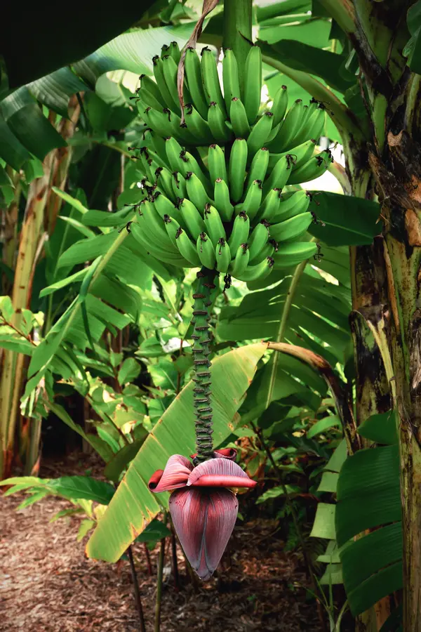Ice Cream Banana Plant Ice Cream Banana Plant
