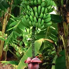 Ice Cream Banana Plant