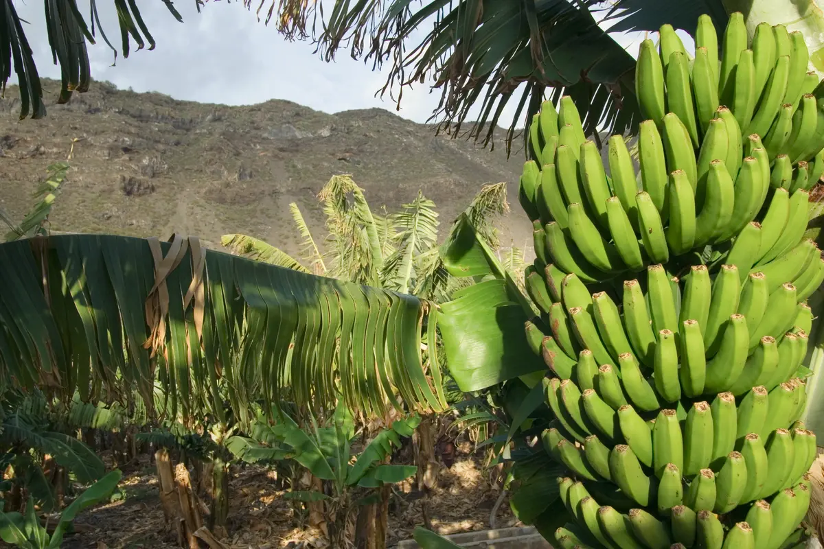 Gran Nain Banana Plant Gran Nain Banana Plant