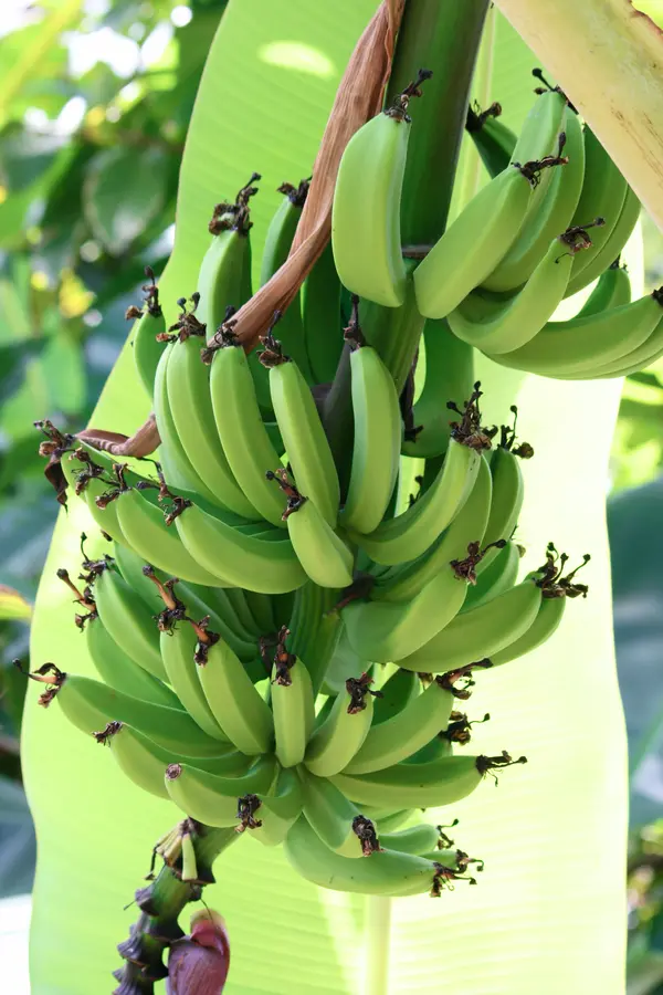 Dwarf Cavendish Banana Plant Dwarf Cavendish Banana Plant