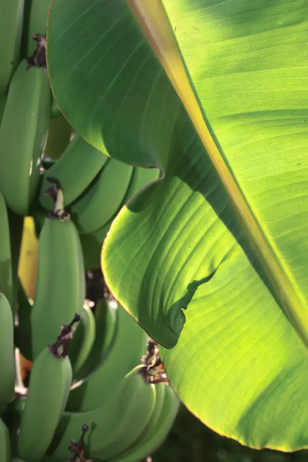 Dwarf Cavendish Banana Plant Dwarf Cavendish Banana Plant