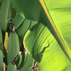 Dwarf Cavendish Banana Plant