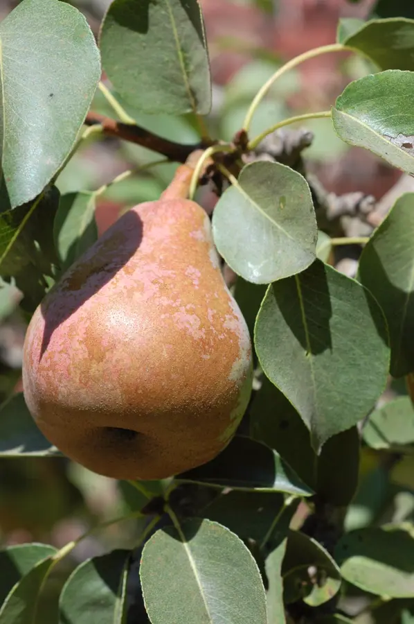 Comice Pear Tree