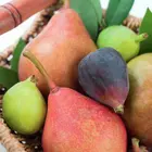 Sugar Pear Tree
