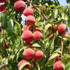 FlordaPrince Peach Tree