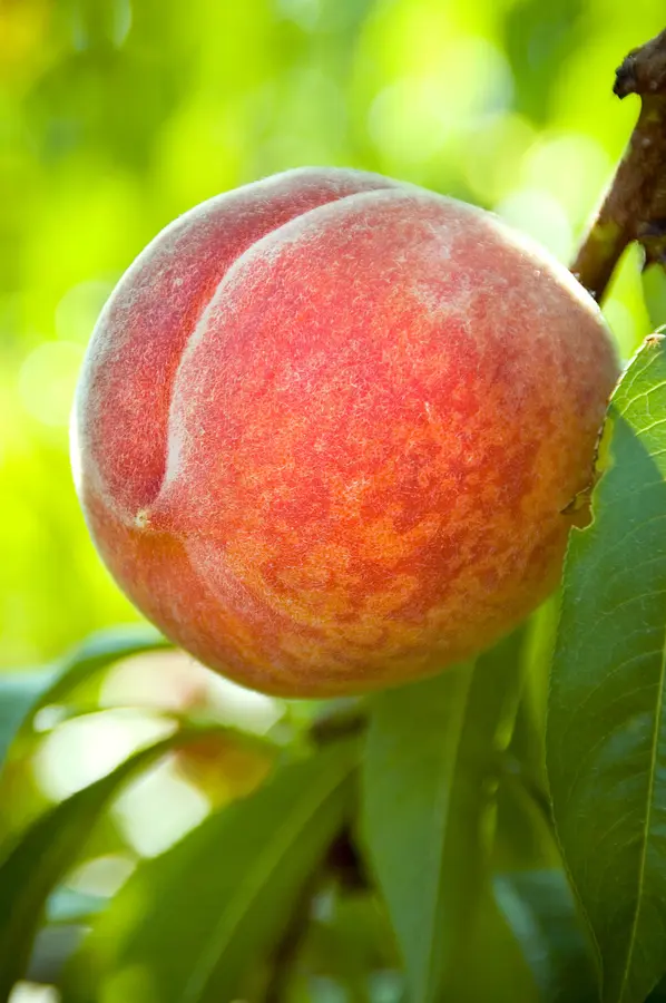 Tropi-Berta Peach Tree