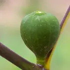 White Kadota Fig Tree