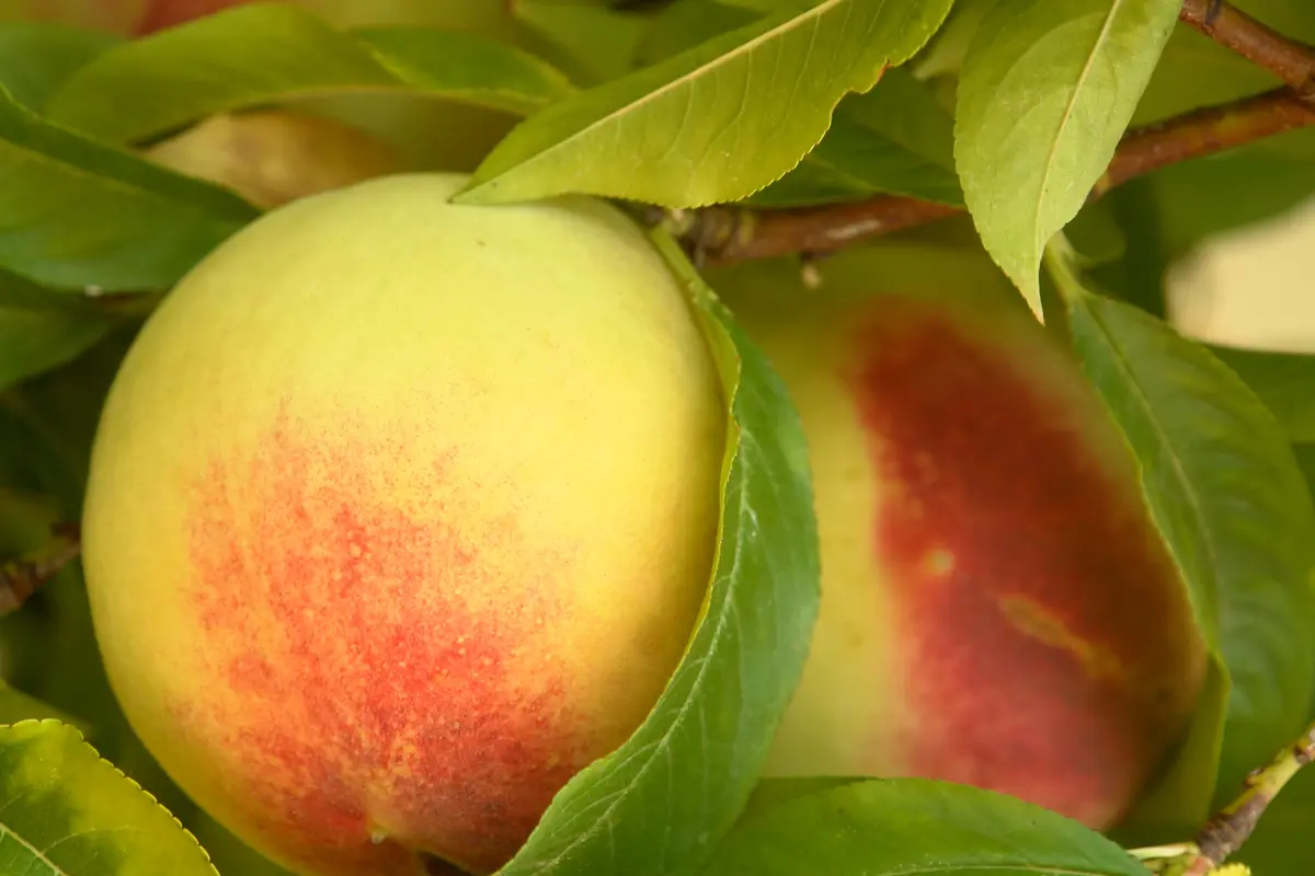 Early Elberta Peach Tree Early Elberta Peach Tree