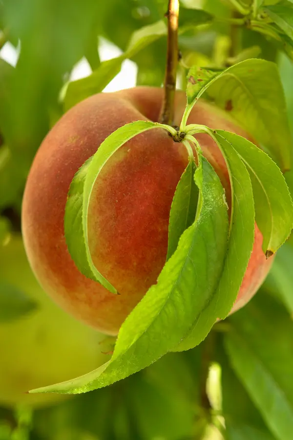 FlordaKing Peach Tree FlordaKing Peach Tree