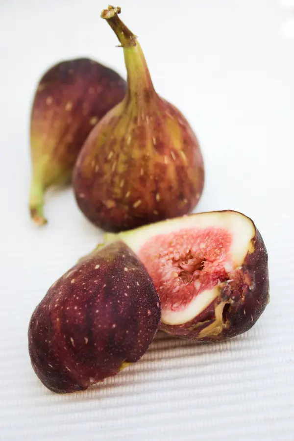 Texas Everbearing Fig Tree