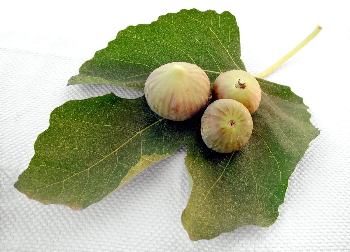 Peter's Honey Fig Tree