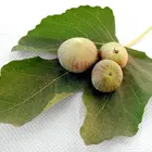 Peter's Honey Fig Tree