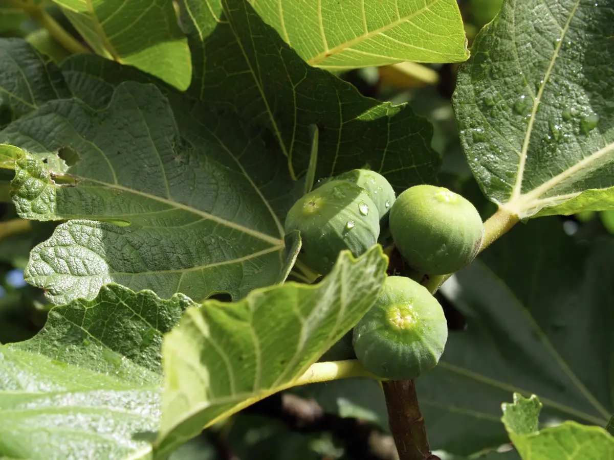 Peter's Honey Fig Tree