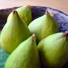 Desert King Fig Tree