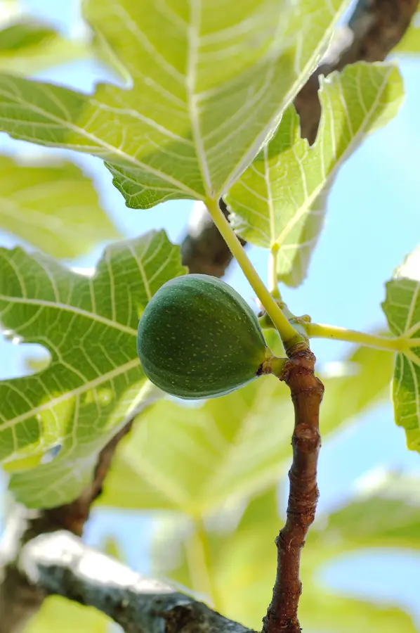 Conadria Fig Tree