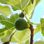 Conadria Fig Tree