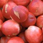 Snow Queen Nectarine Tree