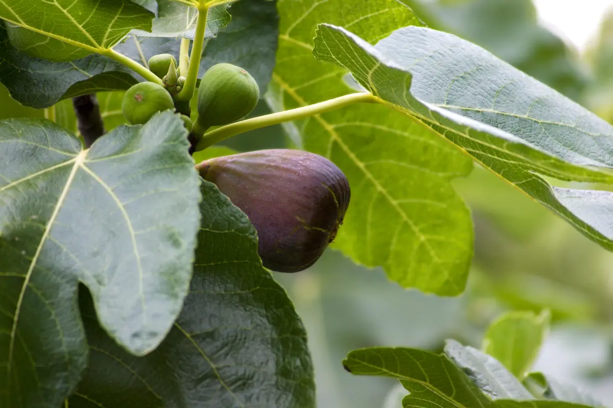 Brown Turkey Fig Tree