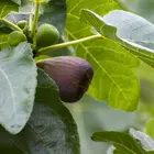 Brown Turkey Fig Tree