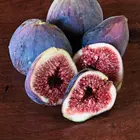 Italian Everbearing Fig Tree
