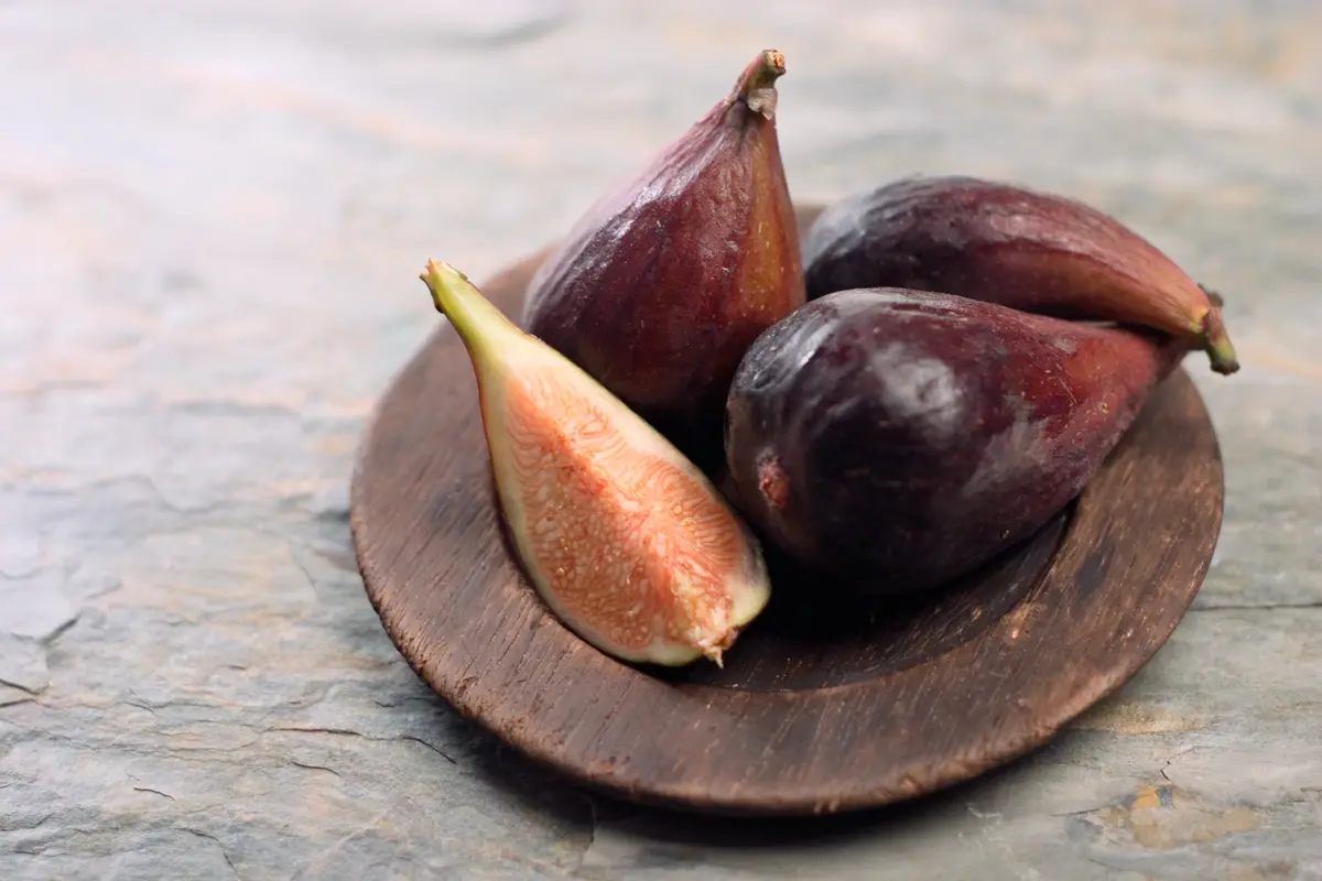 Black Mission Fig Tree