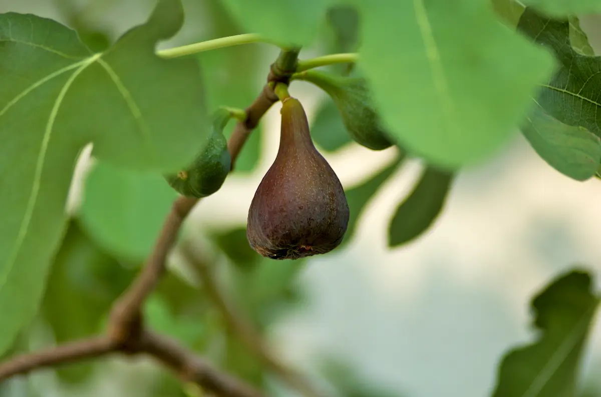 Black Mission Fig Tree