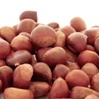 Nevada Chestnut Tree
