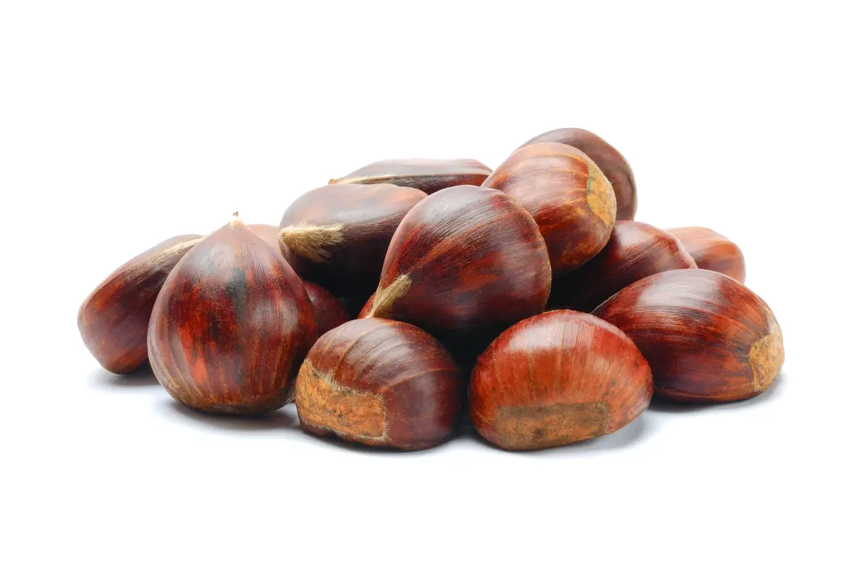 Colossal Chestnut Tree