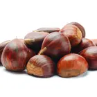 Colossal Chestnut Tree