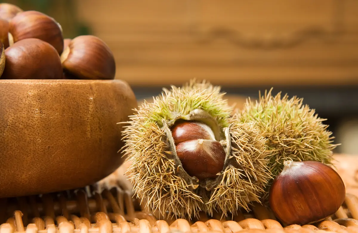 Chinese Chestnut Tree Chinese Chestnut Tree