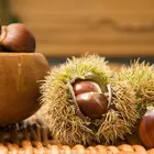Chinese Chestnut Tree