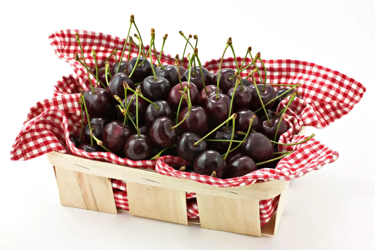 Black Tartarian Cherry Tree Black Tartarian Cherry Tree