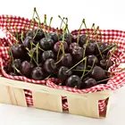 Black Tartarian Cherry Tree