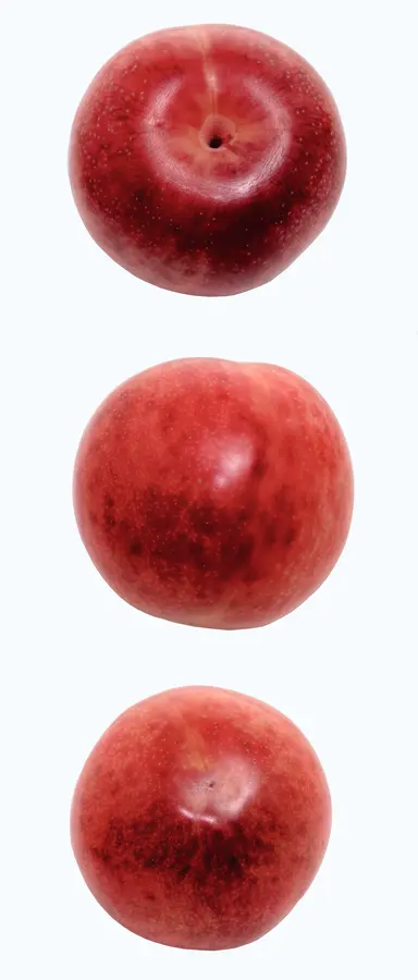 Plumcot Hybrid Plum Tree Plumcot Hybrid Plum Tree